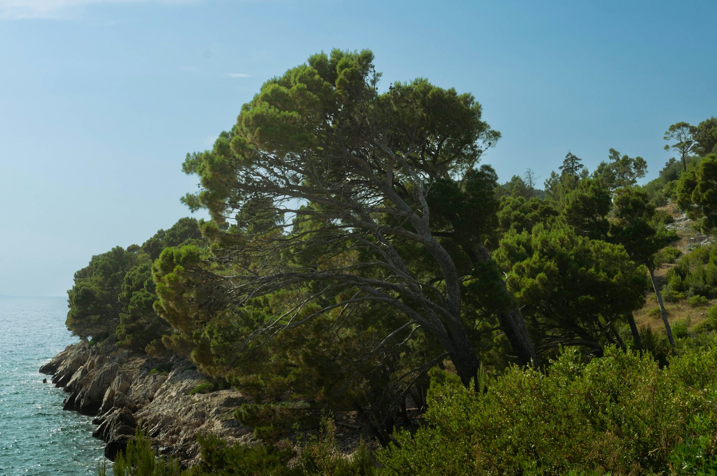 A wind-swept pine tree grows on a rocky Mediterranean coastline.